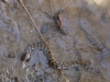 Dog-faced water snake