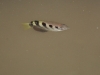 Archer fish