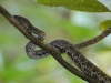 Mangrove viper