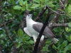 Sea eagle