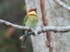 Bee eater