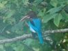 White-throated kingfisher