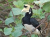 Hornbill