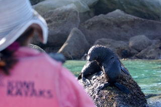 Watching me watching you, a baby seal tries to decide whether we're a new plaything or an enemy