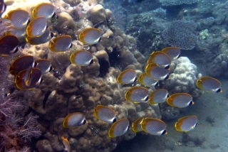 Bright fishies everywhere