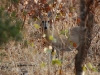 Grey duiker