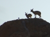 Klipspringers