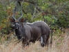 Nyala