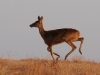 Reedbuck