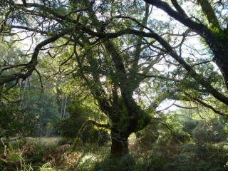 Autumn comes to Tasmania on a cold and beautiful morning searching for wildlife