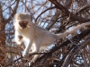 Vervet monkey
