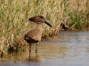 Hamerkop