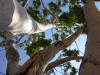 Namaqua fig