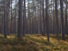 Lahemaa NP forest