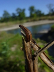 The enemy. The big brown stripy leech