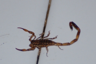 Not what you want to tread on during a midnight skip to the loo