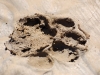 Tiger pad