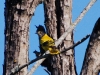 Oriole