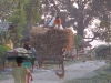 Tharu life