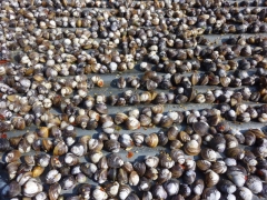 Get yer lovely clams, smothered in chilli and left in the sun all day!  I... have no idea how they taste