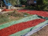 Chillies drying