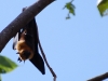Flying fox