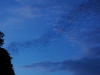 Bats flying