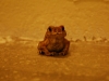 Villa frog