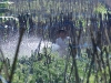 The mineral-rich soil from that ancient eruption is obviously good for beans