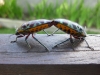 There\'s no clever mirror trickery here, it\'s just two bugs... er... kissing. With their bottoms. Moving on...