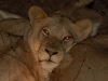 Sleepy lioness