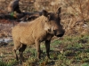Warthog