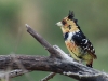 Crested Barbet