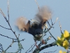 Bar-throated Apalis