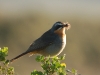 Cape Robin-chat