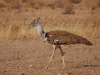 Kori Bustard