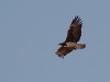 Martial Eagle