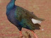 Purple Swamphen
