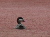 Red-billed Teal