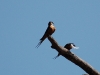 Red-breasted Swallow