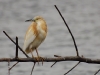 Squacco Heron
