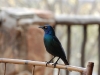 Starling