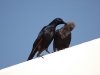 Starling mum