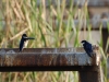 Swallows