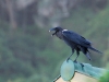 White-necked Raven