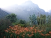 Kirstenbosch Botanical gardens