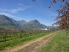 Dornier vineyard