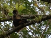 Central American spider monkey