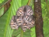 More bats that live in tents