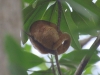 Just for the record, a silky anteater. This is all it did
